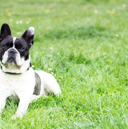 Bringing Your Pets to The Grand Canyon