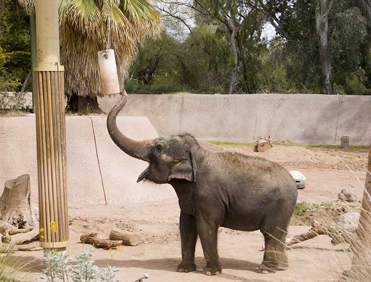 Road Trip: Phoenix to the Grand Canyon 25