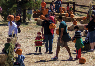 Book Pumpkin Patch Train