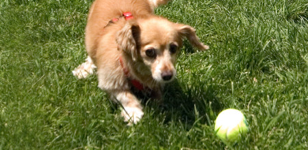 Railway Pet Resort