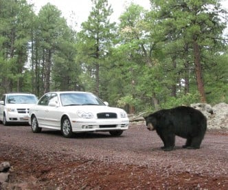 Bearizona Drive-Thru Wildlife Park